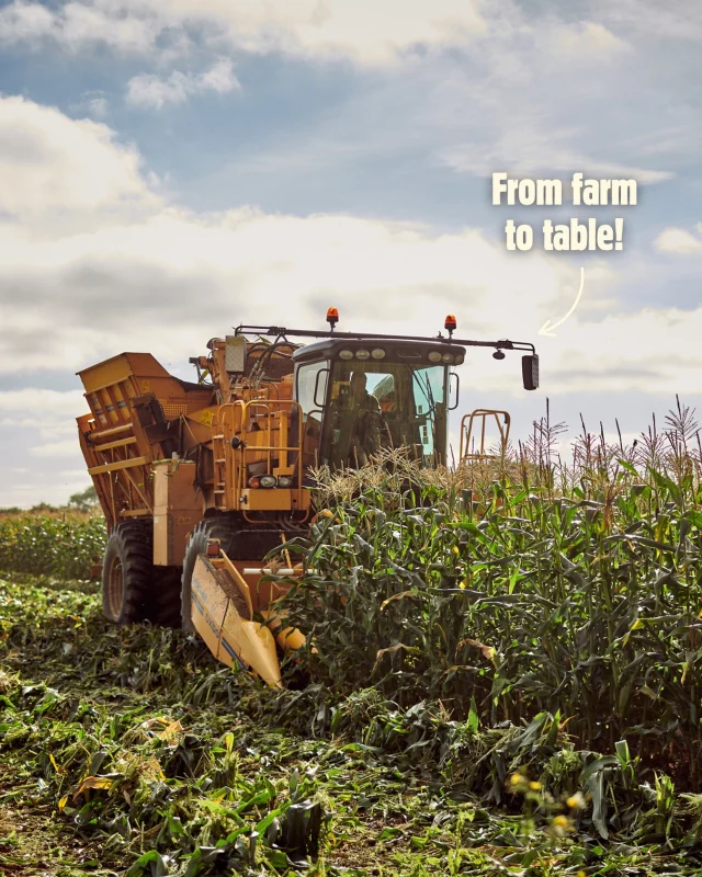 The Freshlock Mission: to show that fresh veggies packed with nutrition and flavour should be EASY and kind to the planet. Lacking motivation after a long day? We hear you. That’s why we’ve made it our mission since 1976 to bring the freshest, most flavourful and easy to prep sweetcorn to your plates.

What’s your favourite way to eat sweetcorn? 🌽