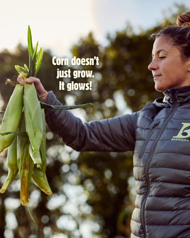 Naturally sweet, delightfully crisp, and incredibly adaptable - corn is a simple, delicious way to boost your family’s veggie intake 🌽

Grown with care and packaged at our HQ which is powered by veggie waste and solar energy; our sweetcorn captures that perfect flavour and texture you crave. It’s a tasty step toward eating more greens and shopping sustainably.